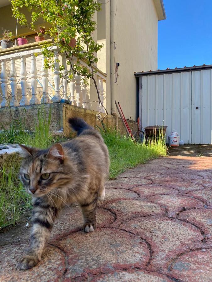 Gather Inn Guest House Shkoder Bagian luar foto